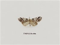 藏品(臺美波紋蛾)的圖片